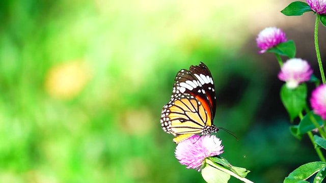 HD 1080p super slow Thai butterfly in pasture pink flowers Insect outdoor nature