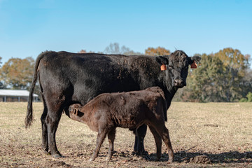Angus cow-calf pair nursing