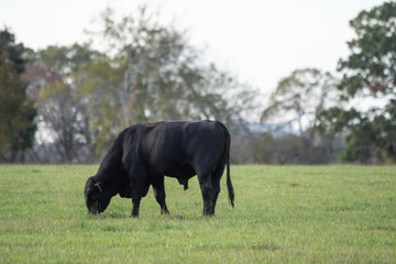 Black Angus bull grazing in ryegrass