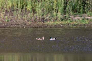 Mallard-Canard colvert (Anas platyrhynchos)