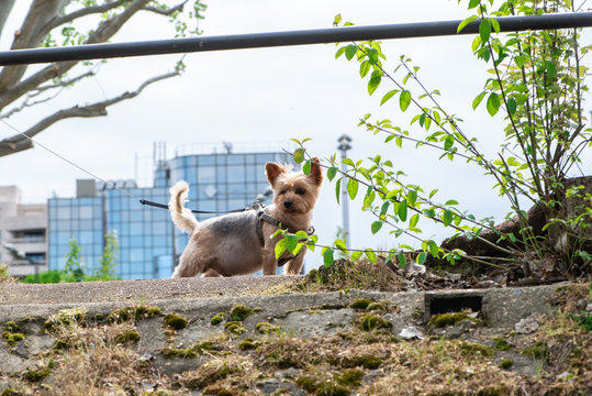 yorkshire  york shire  en contre plong&eacute;e (2016) ile de la jatte 
