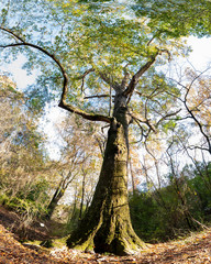 Naklejka premium Oak tree