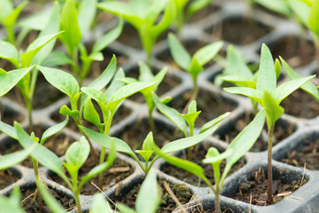 Organic farming, seedlings growing in greenhouse.