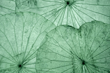 Dried Lotus leaf pattern for background. Green background.