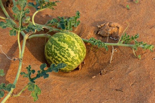 Desert Squash (Citrullus colocynthis) (Handhal) in the sand in the United Arab Emirates (UAE).