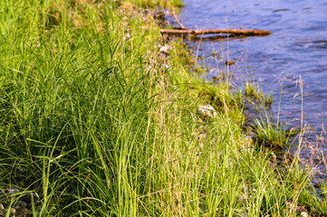 river bank green grass stones