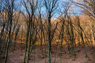 Beautiful sky and clouds over a forest with trees without leaves, on top of a hill, on a sunny autumn day