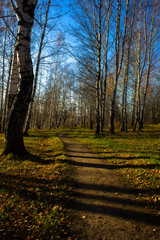 Trail in the autumn birch forest. Beautiful autumn landscape