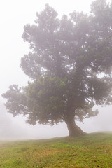 Lorbeerbaum im Nebelwald, Fanal, Madeira