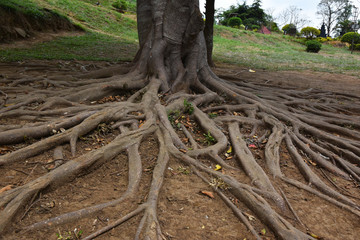 Fototapeta na wymiar Tree roots in the garden, Nature background concept
