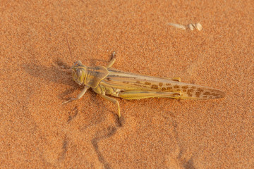 Egyptian Grasshopper (Anacridium aegyptium) sitting in the evening sunshine sand in the United Arab Emirates