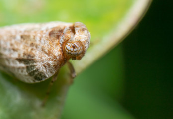 Macro Photo of Planthopper on Green Leaf , Selective Focus