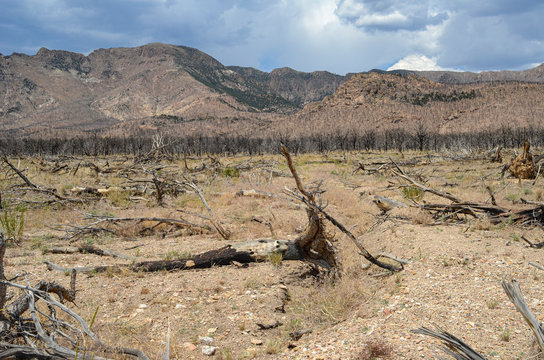 USA, Nevada,  Nye County, West Stone Cabin Valley, Monitor Range, Elkhorn Canyon. A chaining treatment to knock over a swat of dead tree snags after a prescribed fire.