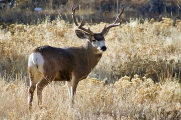 Mature Buck Deer