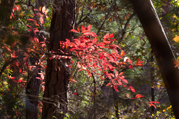 Red Fall leaves in the forest