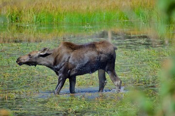 Moose Calf Enjoying the Water on a Cool Sunny Day