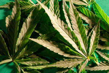 Background from cannabis drug leaves.