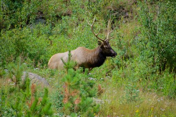 Elk Gazing in the Distance