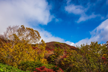 那須の紅葉　Leaves change color in the autumn.
