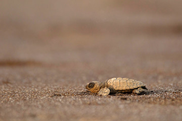 Olive ridley turtle, Lepidochelys olivacea, Velas beach, Ratnagiri, Maharashtra