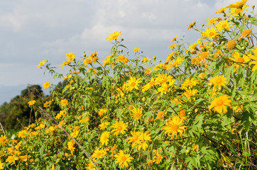 Tithonia diversifolia or Mexican sunflower on the hill