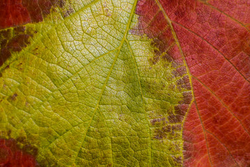 Close-up of a grape leaf turned fall colors.