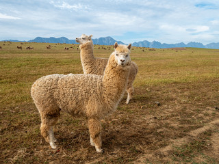 Fototapeta premium GH5R304928