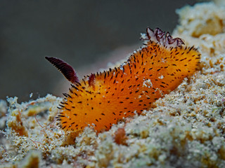 Little Jorunna, Dorid Nudibranch (Jorunna parva)OLYMPUS DIGITAL CAMERA