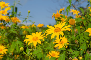 Tithonia diversifolia or Mexican sunflower on the hill