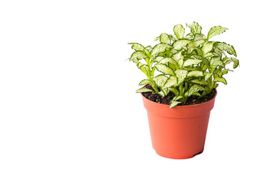 Little plant in plastic pot isolated on white background. Space for add text. Eco Plants energy saving concept.