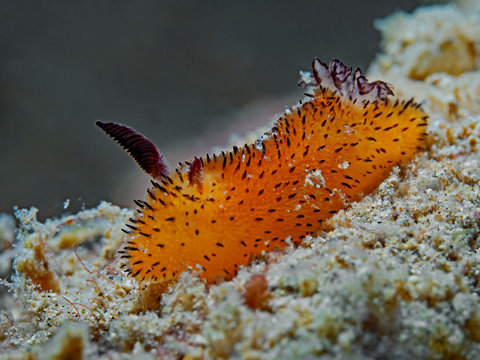 Little Jorunna, Dorid Nudibranch (Jorunna parva)OLYMPUS DIGITAL CAMERA