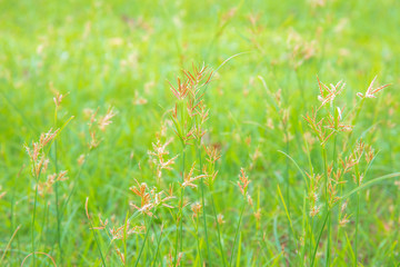 Grass flower field or grassland. in green color. with soft focus.