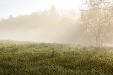 Fog and green grass covered with dew drops in Schaumberg, near Schalkau, Germany. Spring in Bavaria.