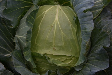 Organic fresh traditional cabbage close up green vegetable - Image