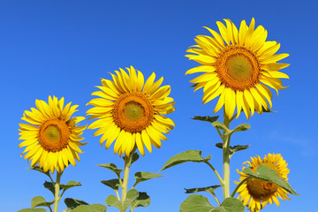 Beautiful sunflower blooming in the field.