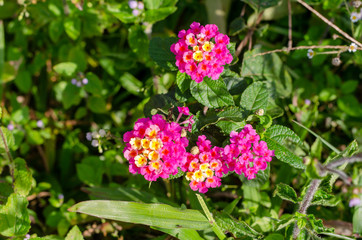 Lantana camara linn flowers or Cloth of gold with green leaves of plants