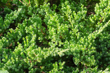 green leaves of pine texture