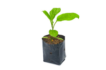 seedling in a balck plastic bag, young green plant, Small green sprout with green leaves