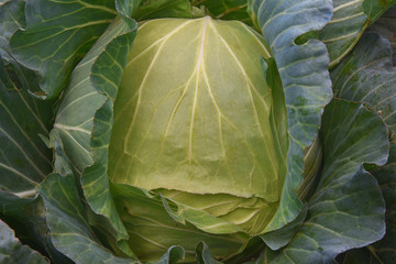 Organic fresh traditional cabbage close up green vegetable - Image