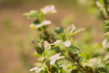 FLowering red currant bush in the spring garden close up