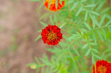 close up of Tagetes erecta or marigold flower with green leaves in the garden