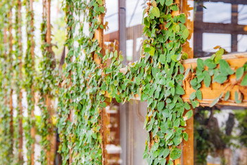 Green ivy plant on the old wooden plank and mirror.