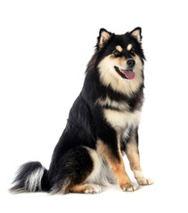 Finnish Lapphund in studio