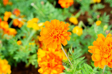 close up of Tagetes erecta or marigold flower with green leaves in the garden