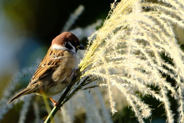 sparrow on a grass