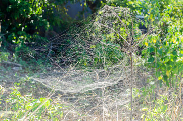 Side View Of Thick Weaved Web Trap