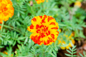 close up of Tagetes erecta or marigold flower with green leaves in the garden