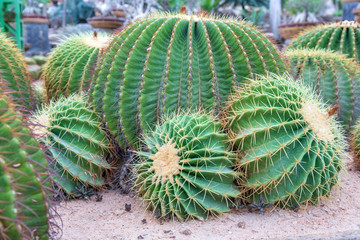 Closeup to colorful cactus or Echinocactus grusonii.