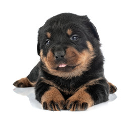 puppy rottweiler in studio