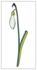 Vector snowdrop. Isolated object on a white background.